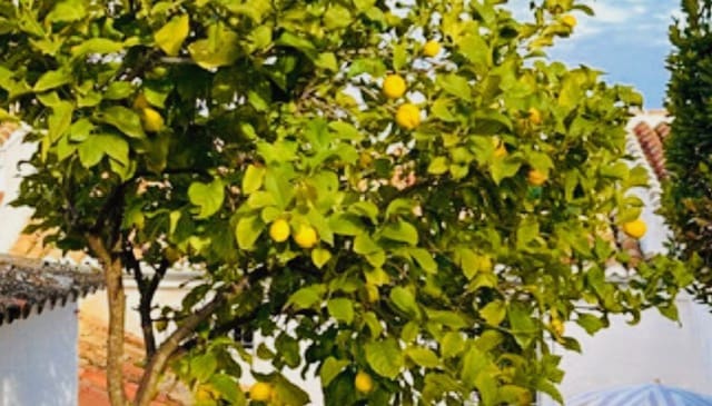 3 sypialnia Dom na sprzedaż w Archidona - 139 500 € (Ref: 9797419)