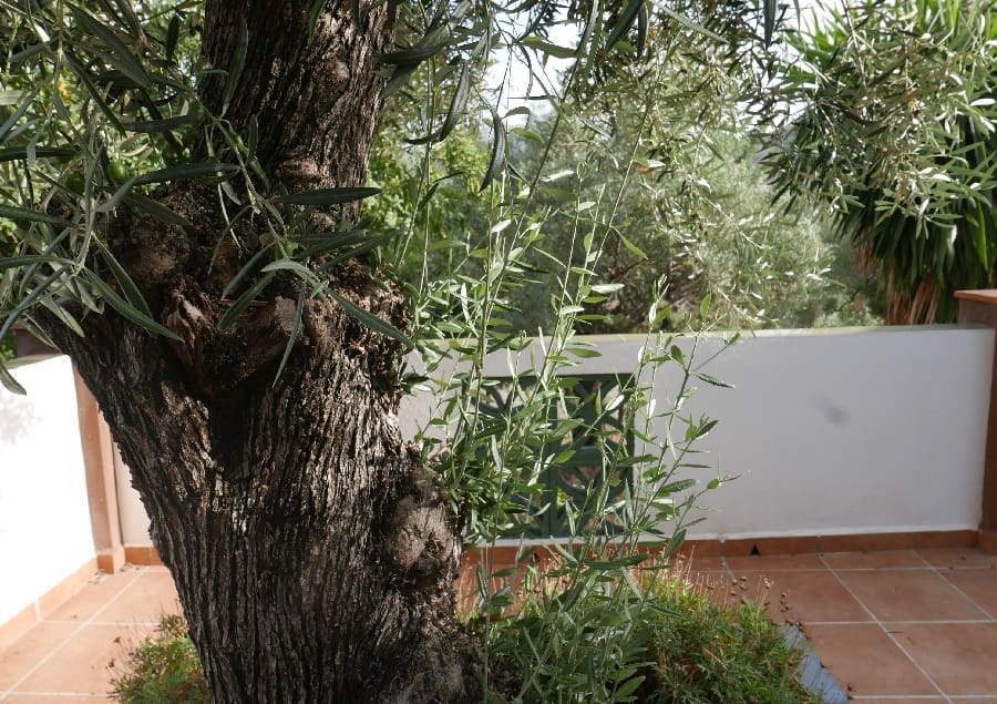 4 bedroom Finca/Country House for sale in El Chorro with pool garage - € 395,000 (Ref: 9858852)