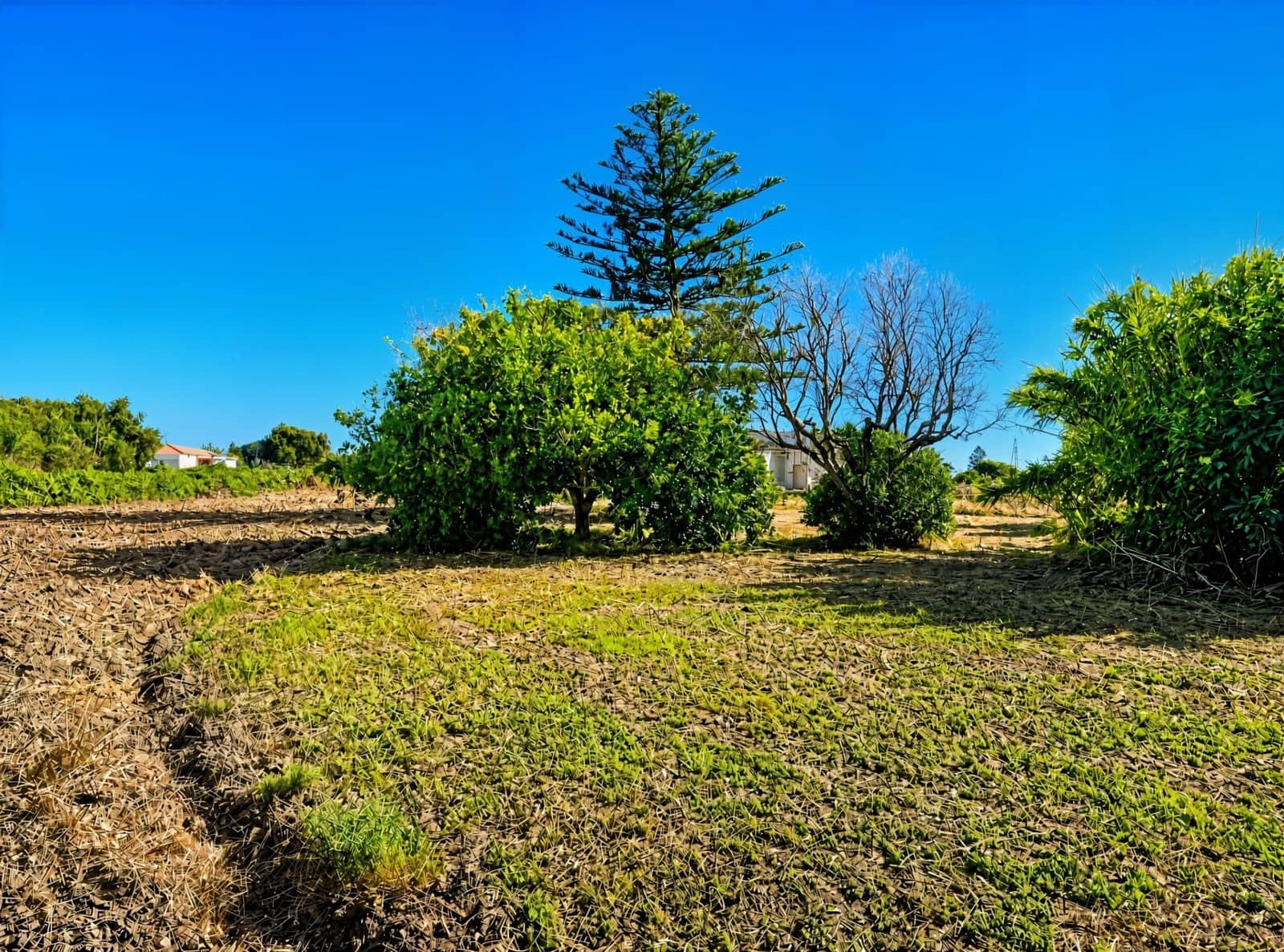 Undeveloped Land for sale in Chiclana de la Frontera - € 199,990 (Ref: 10004138)