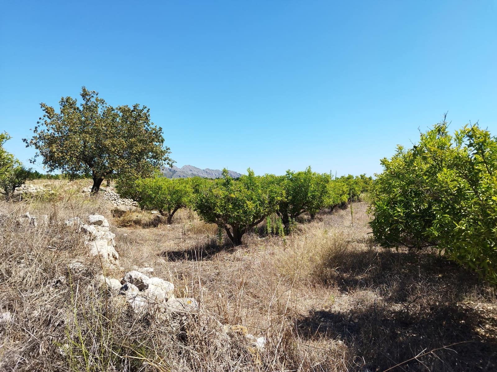 Building Plot for sale in Orba - € 100,000 (Ref: 7812779)