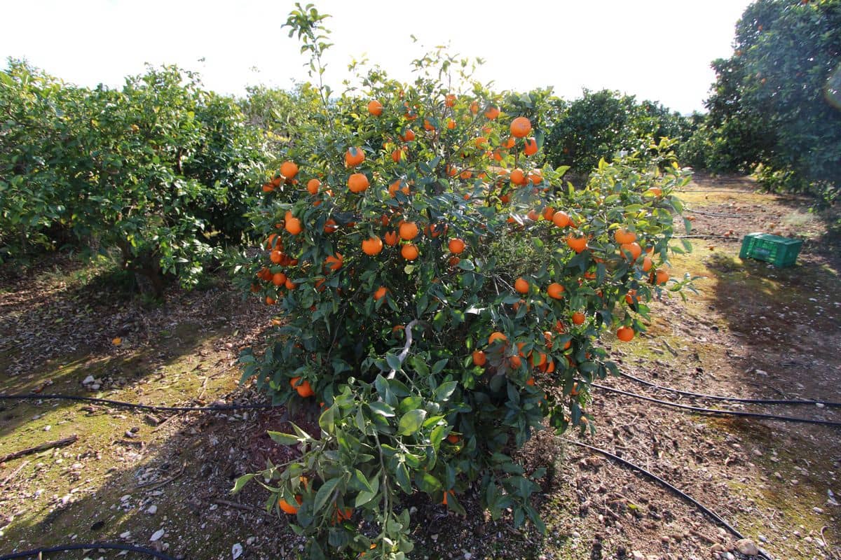 4 sypialnia Willa na sprzedaż w Ondara z garażem - 525 000 € (Ref: 8807156)