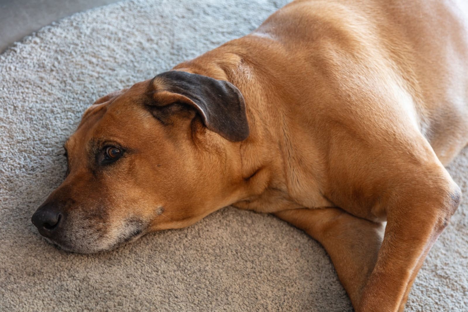 4 sypialnia Willa na sprzedaż w Javea / Xabia z garażem - 1 100 000 € (Ref: 9733872)