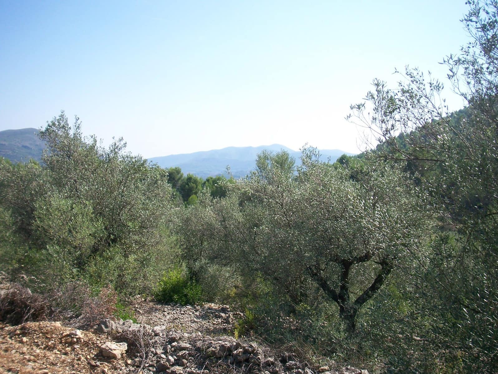 Byggegrund til salg i Murla - € 100.000 (Ref: 980615)