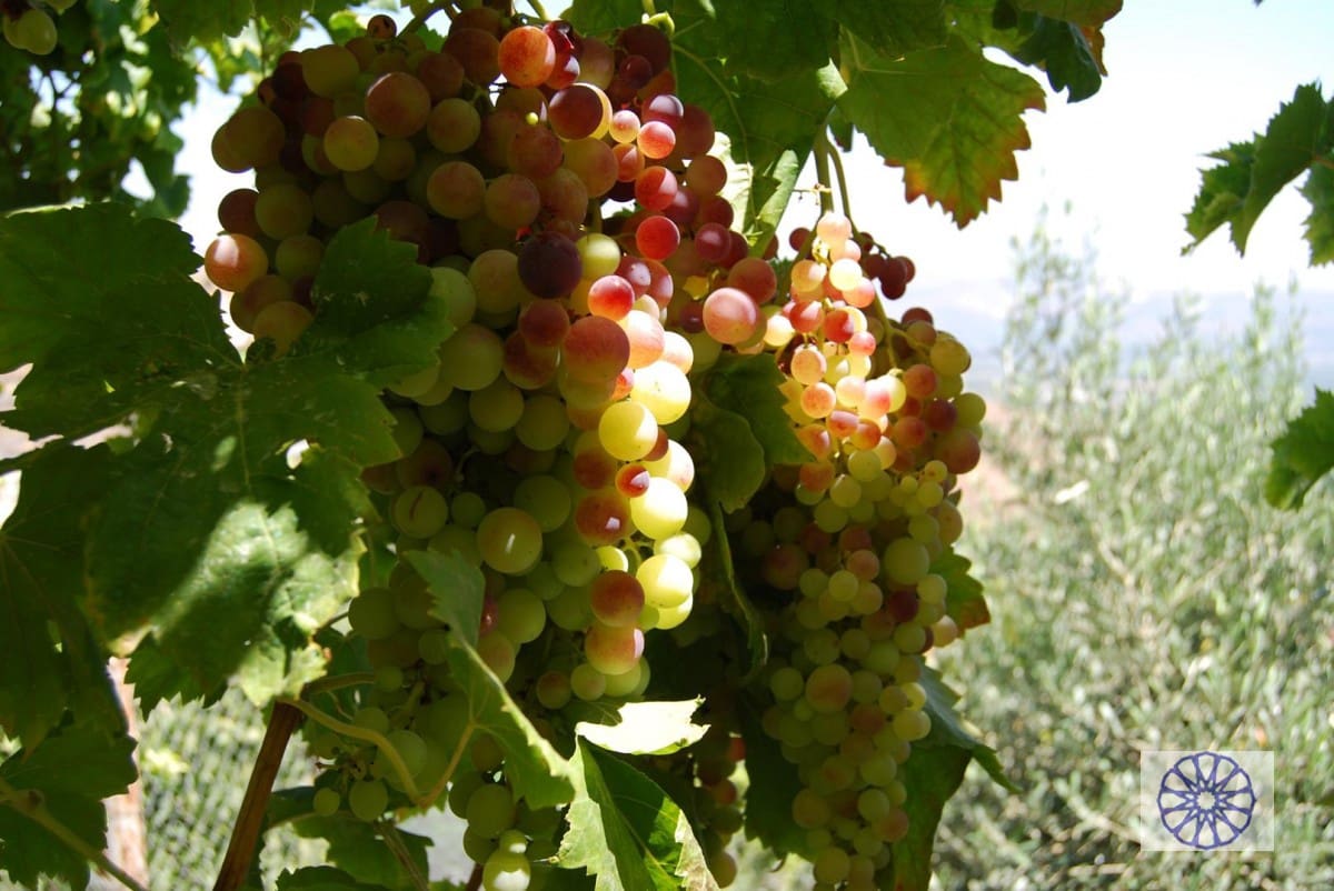 3 sypialnia Willa na sprzedaż w Salobrena z basenem - 525 000 € (Ref: 3669854)