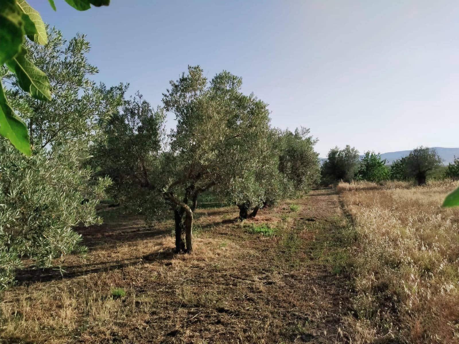 Byggegrund til salg i Niguelas - € 35.000 (Ref: 5424488)