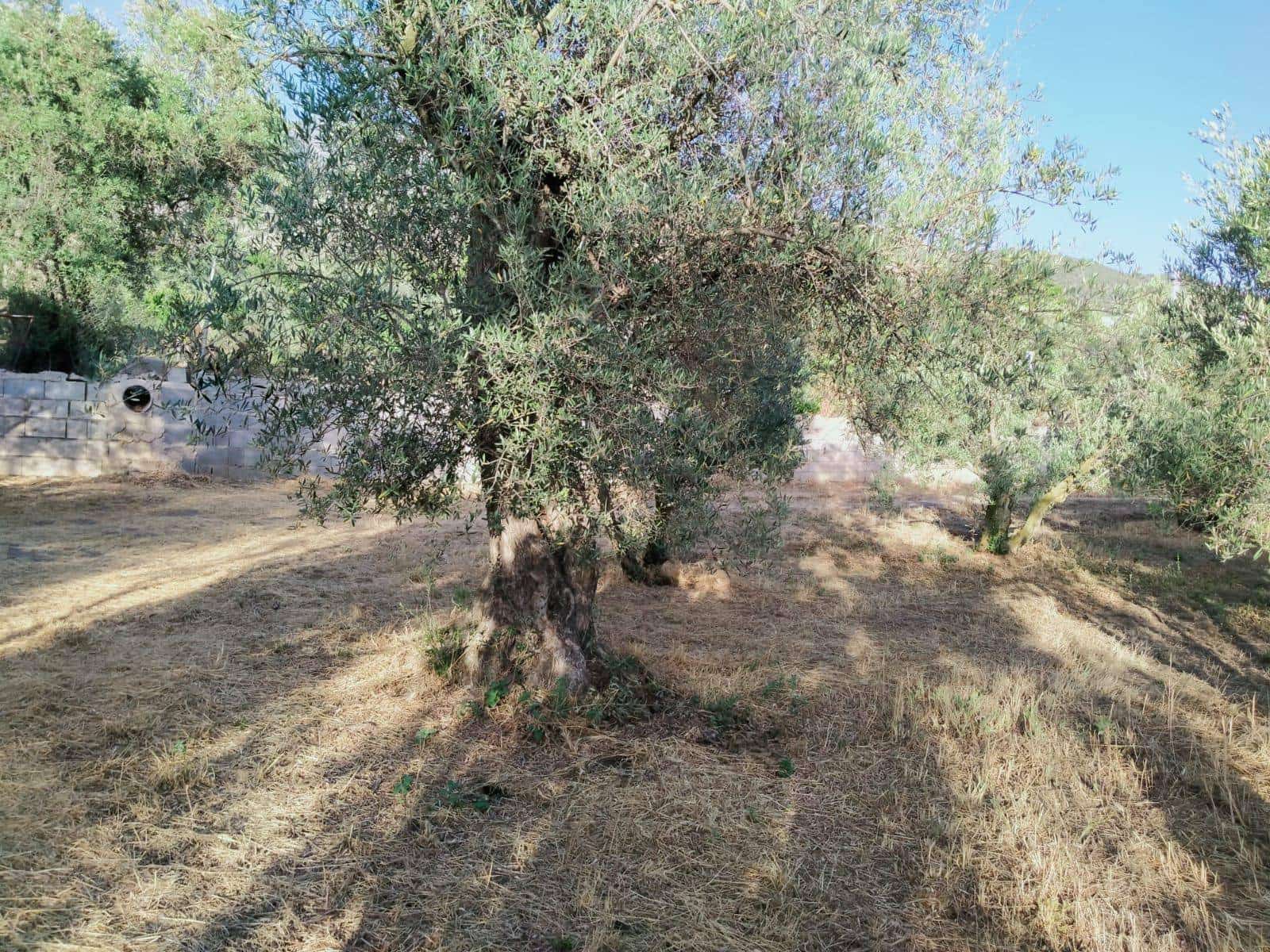 Byggegrund til salg i Niguelas - € 35.000 (Ref: 5424488)