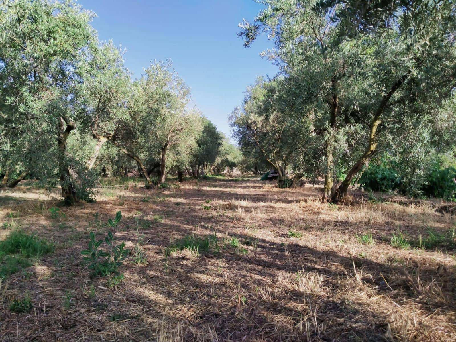 Byggegrund til salg i Niguelas - € 80.000 (Ref: 5428841)