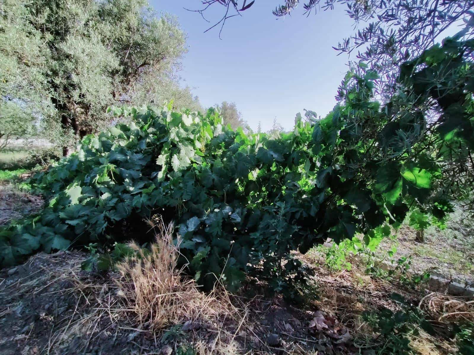 Byggegrund til salg i Niguelas - € 80.000 (Ref: 5428841)