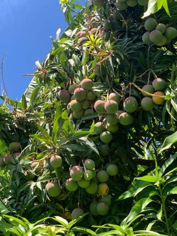 4 makuuhuone Omakotitalo myytävänä paikassa Motril mukana uima-altaan - 780 000 € (Ref: 6338283)