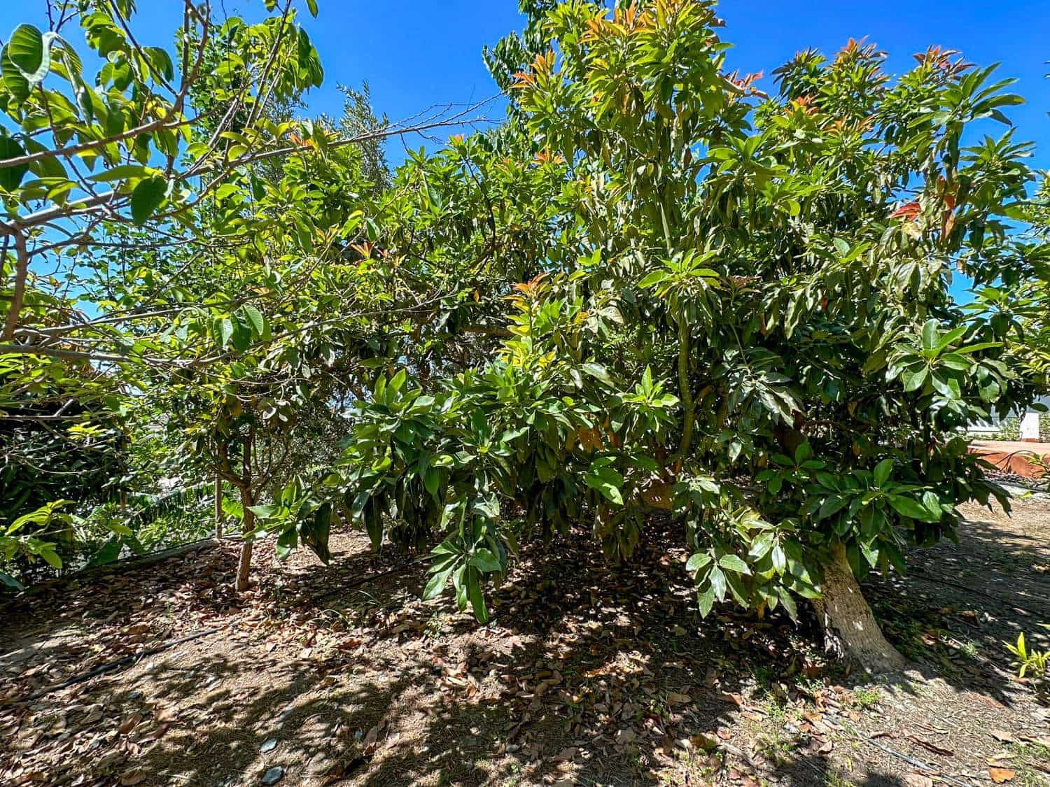 4 soveværelse Byhus til salg i Motril med swimmingpool - € 780.000 (Ref: 6338283)