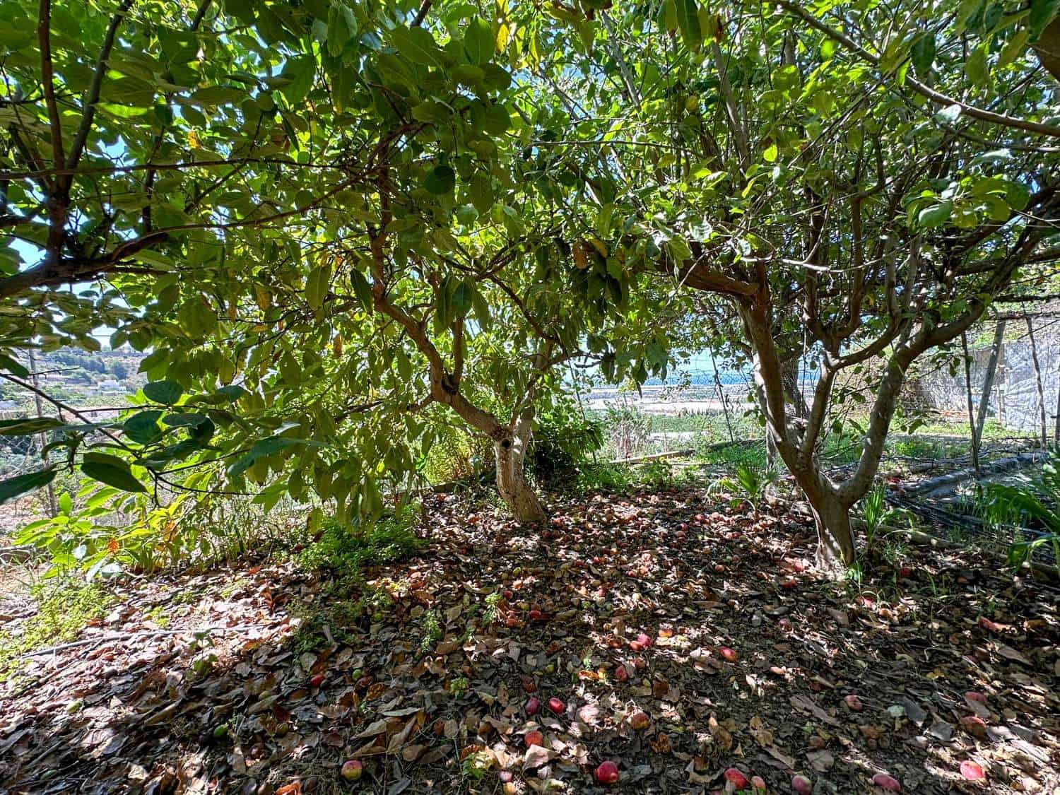 4 soveværelse Byhus til salg i Motril med swimmingpool - € 780.000 (Ref: 6338283)