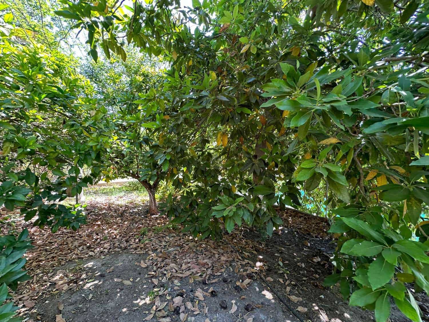 4 soveværelse Byhus til salg i Motril med swimmingpool - € 780.000 (Ref: 6338283)