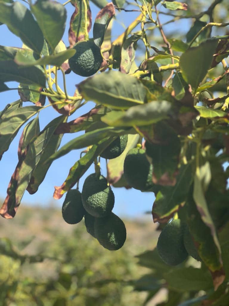 2 soveværelse Finca/Landehus til salg i Almunecar - € 405.000 (Ref: 8005260)