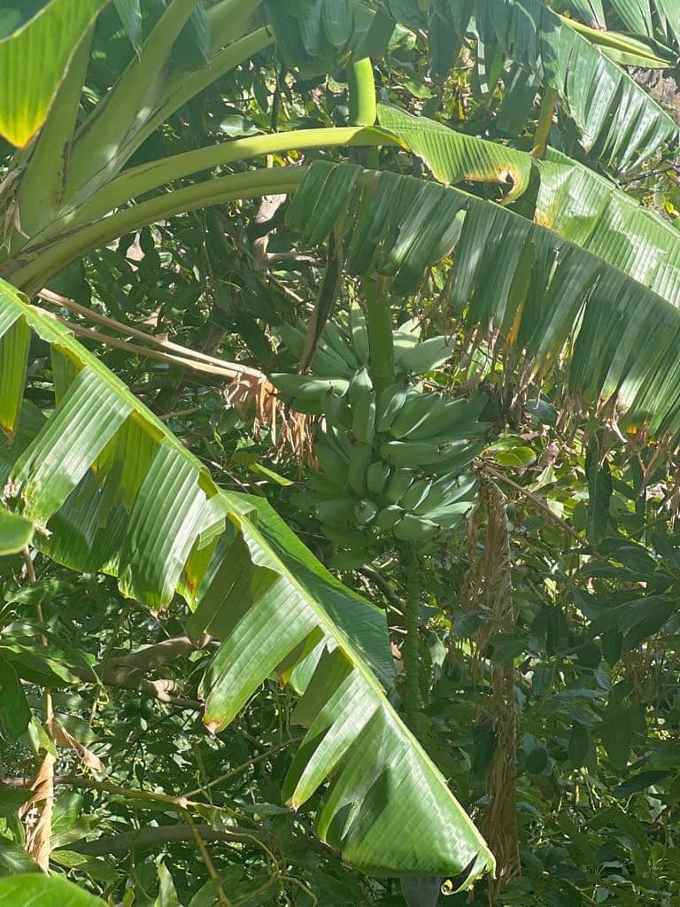 2 soveværelse Finca/Landehus til salg i Almunecar - € 405.000 (Ref: 8005260)