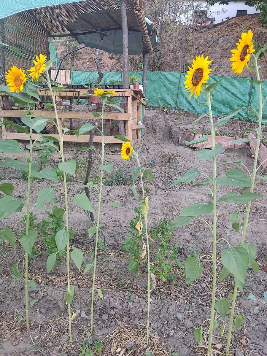 3 soverom Finca/Herregård til salgs i Los Guajares - € 90 000 (Ref: 8086098)