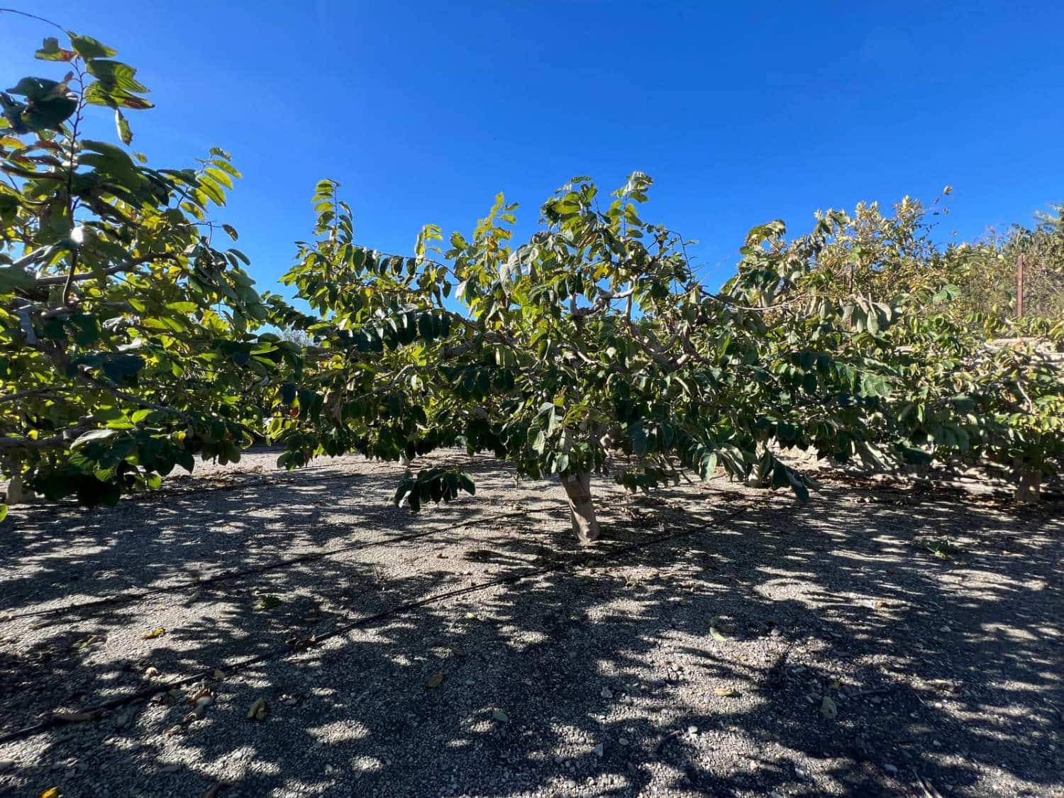 Byggegrund til salg i Motril - € 287.000 (Ref: 8716184)