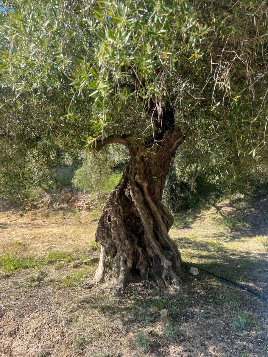 4 soveværelse Finca/Landehus til salg i Lanjaron - € 485.000 (Ref: 9013749)