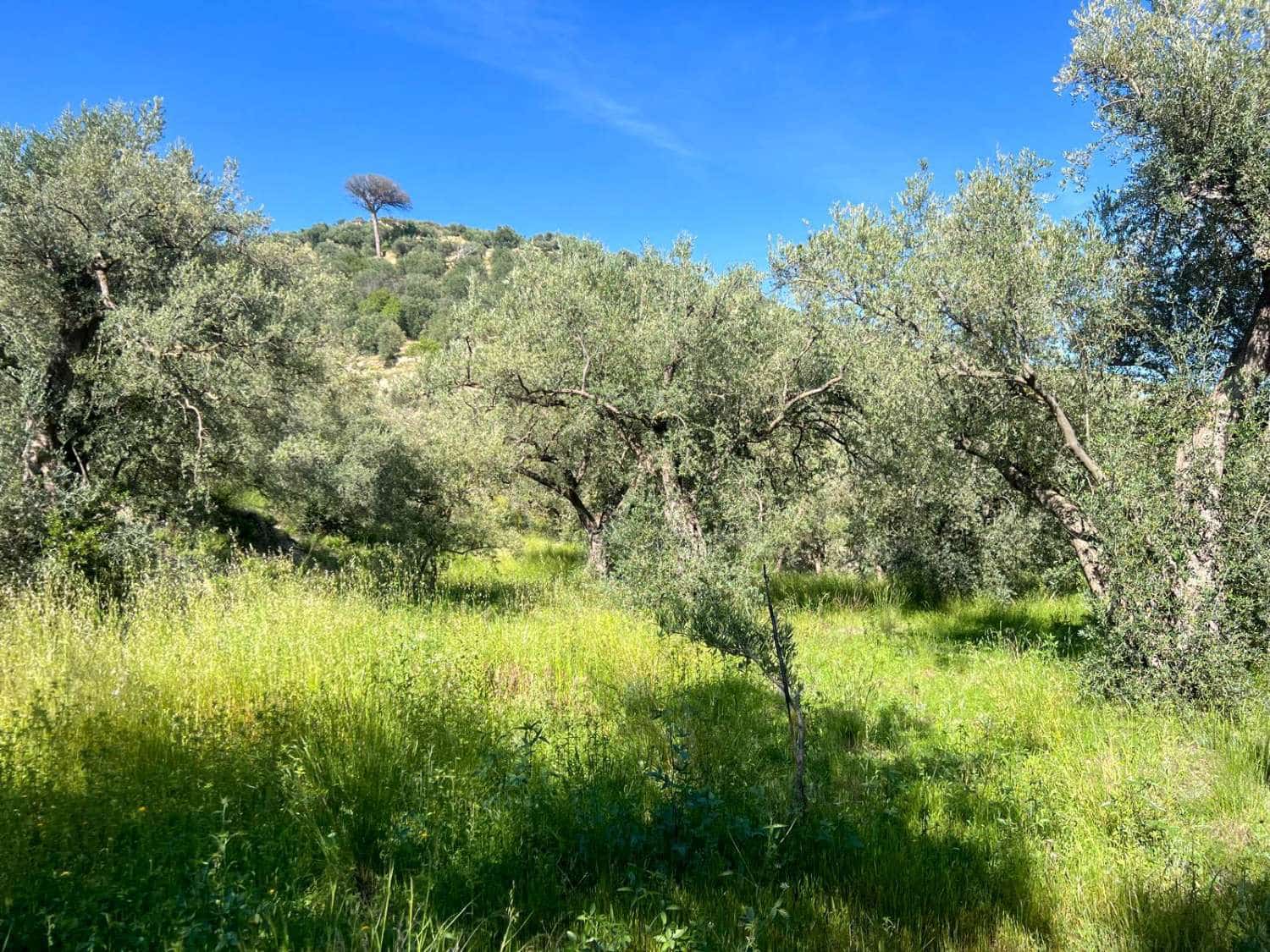 4 soveværelse Finca/Landehus til salg i Lanjaron - € 485.000 (Ref: 9013749)