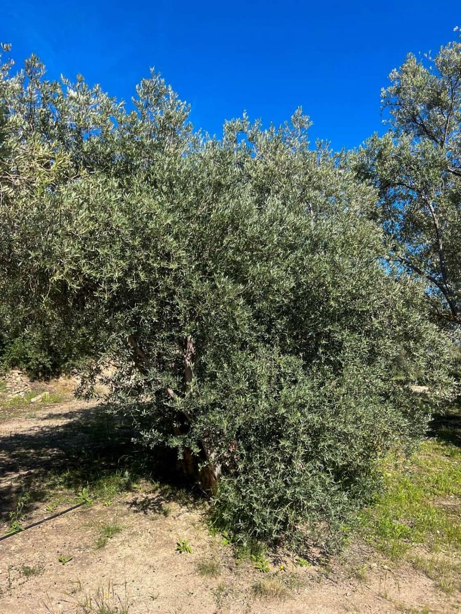 4 soveværelse Finca/Landehus til salg i Lanjaron - € 485.000 (Ref: 9013749)