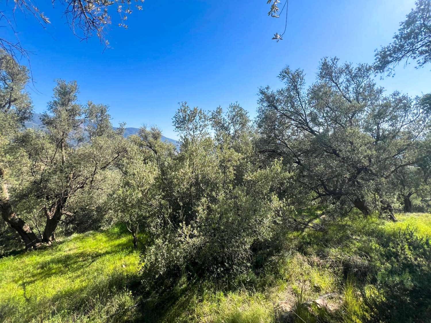 4 soveværelse Finca/Landehus til salg i Lanjaron - € 485.000 (Ref: 9013749)