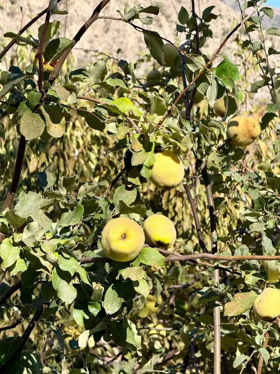 5 sovrum Hus till salu i Los Guajares - 180 000 € (Ref: 9256814)