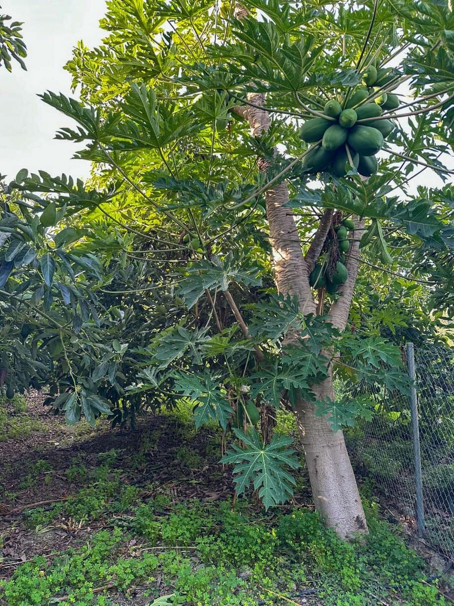 2 soverom Finca/Herregård til salgs i Salobrena med svømmebasseng - € 360 000 (Ref: 9451777)