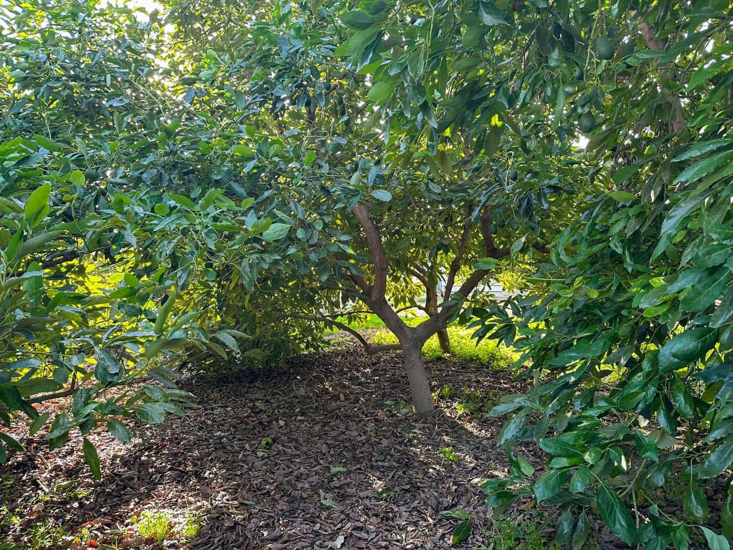 2 soverom Finca/Herregård til salgs i Salobrena med svømmebasseng - € 360 000 (Ref: 9451777)