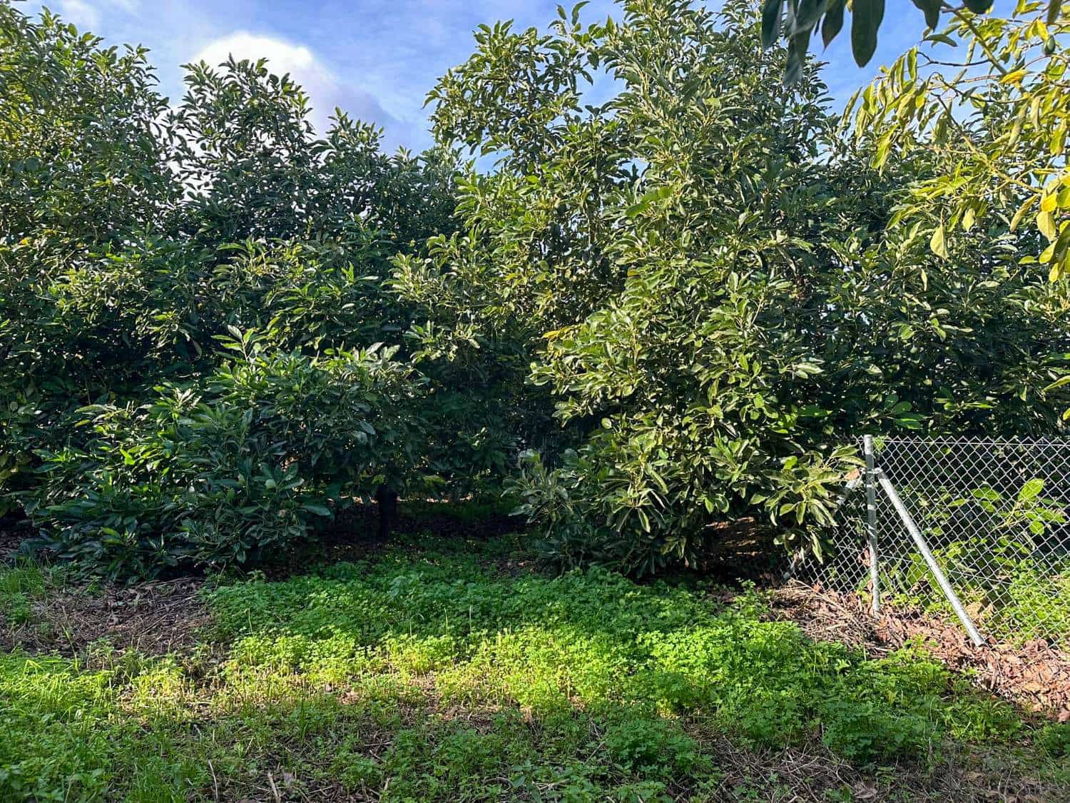 2 soverom Finca/Herregård til salgs i Salobrena med svømmebasseng - € 360 000 (Ref: 9451777)