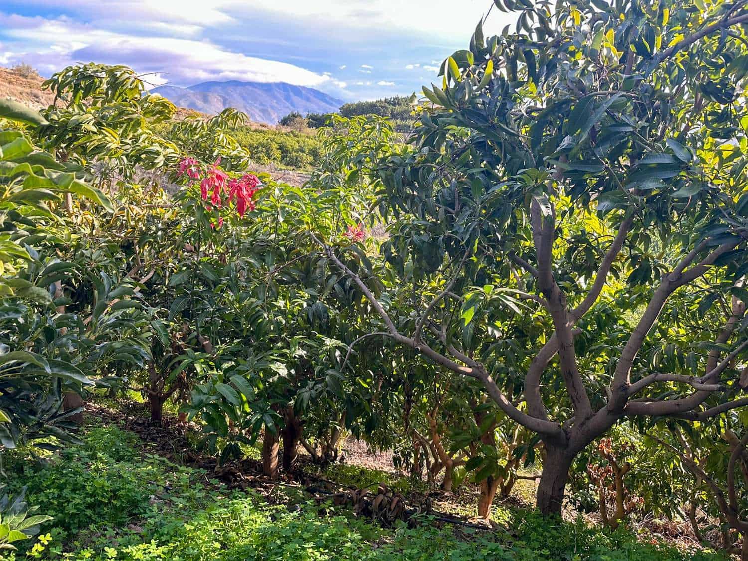 2 soverom Finca/Herregård til salgs i Salobrena med svømmebasseng - € 360 000 (Ref: 9451777)