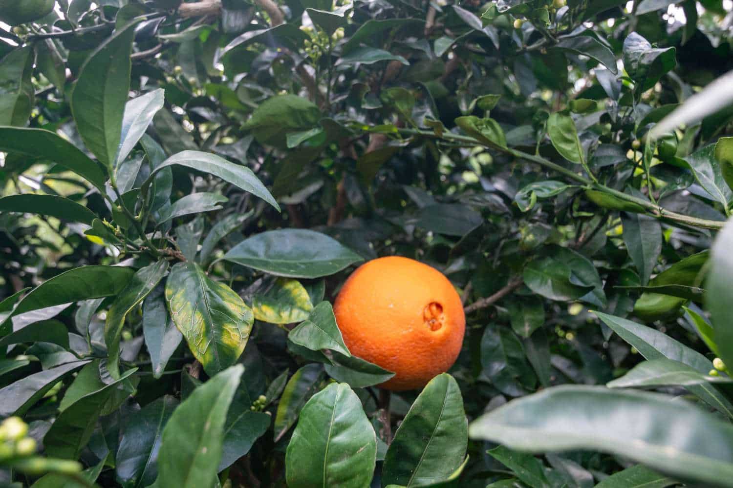 3 camera da letto Finca/Casa di Campagna in vendita in Salobrena con piscina - 440.000 € (Rif: 9726432)