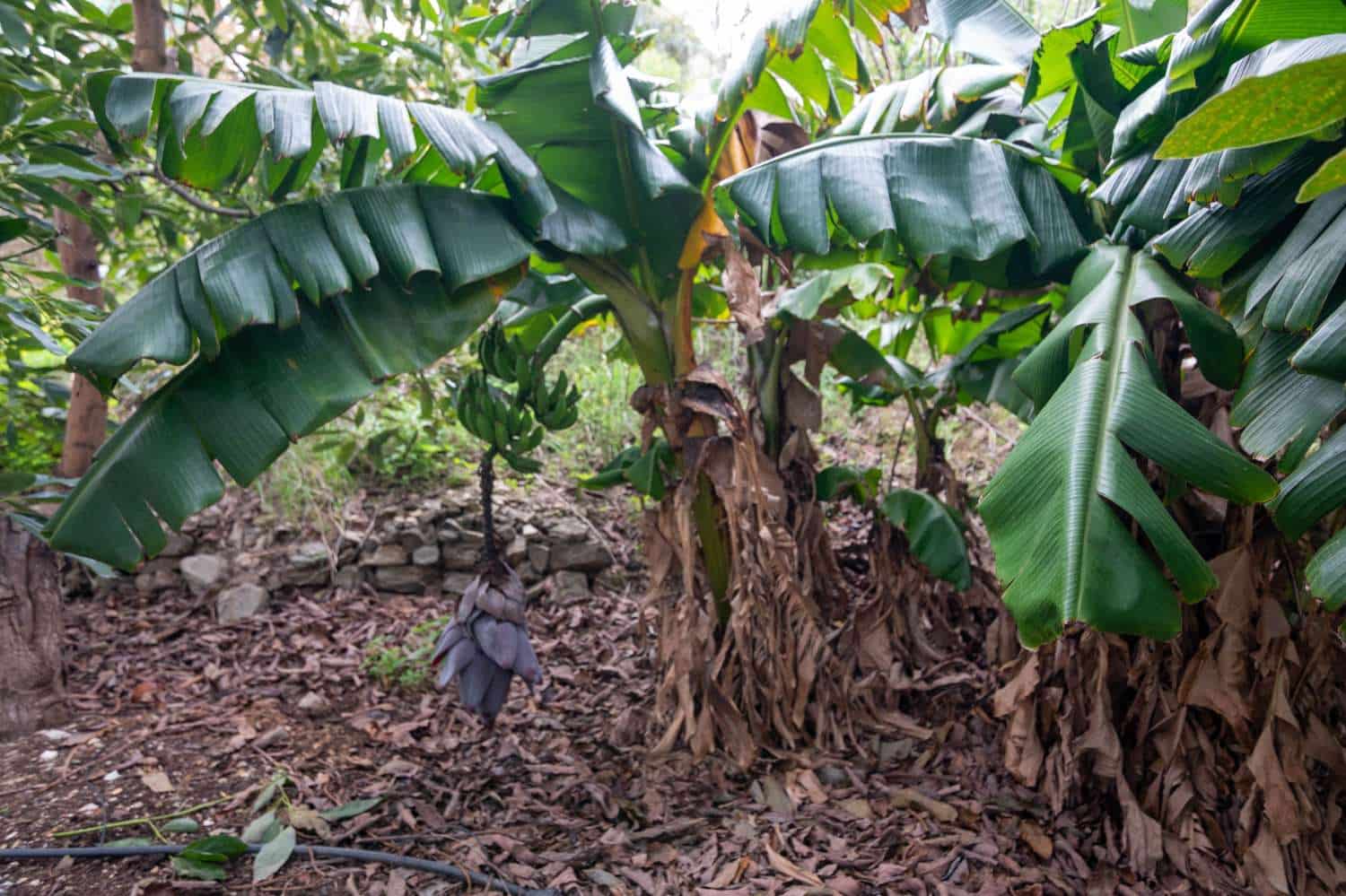 3 camera da letto Finca/Casa di Campagna in vendita in Salobrena con piscina - 440.000 € (Rif: 9726432)