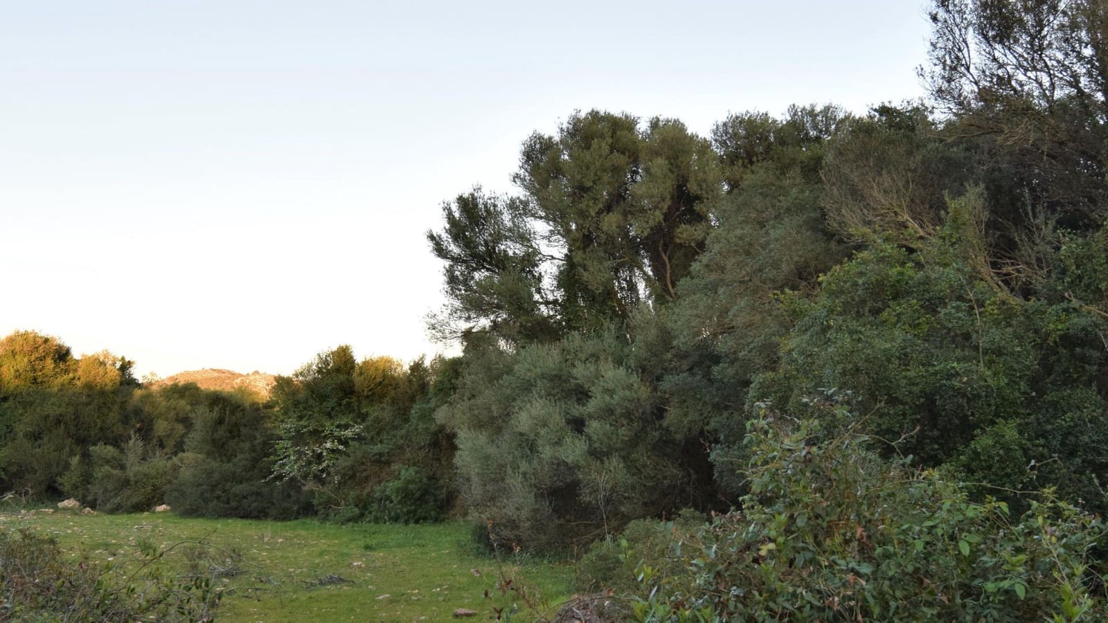 Ubebygd land til salgs i Canyamel - € 350 000 (Ref: 7565328)