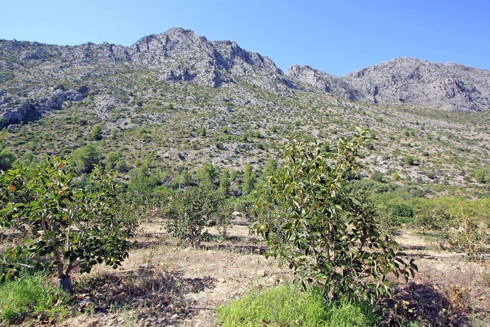 Undeveloped Land for sale in Beniarbeig - € 165,000 (Ref: 7757595)