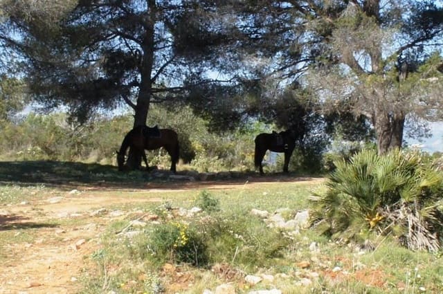 Undeveloped Land for sale in Benidoleig - € 3,000,000 (Ref: 8809765)