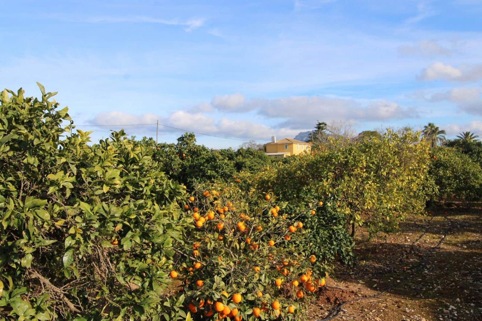 4 sypialnia Willa na sprzedaż w Ondara - 525 000 € (Ref: 8813324)