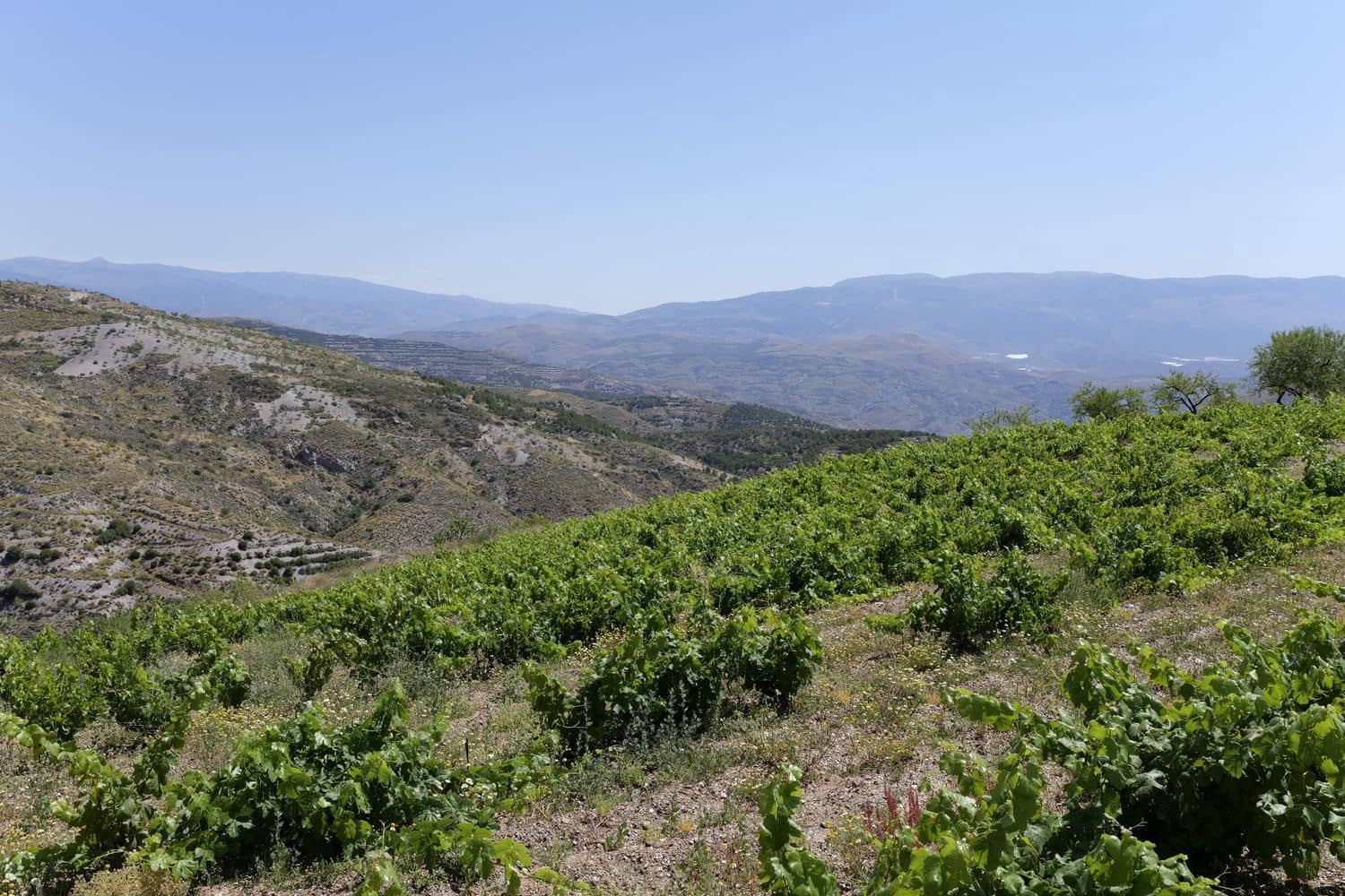 Grunde uden byggetilladelser til salg i Murtas - € 19.000 (Ref: 8344487)