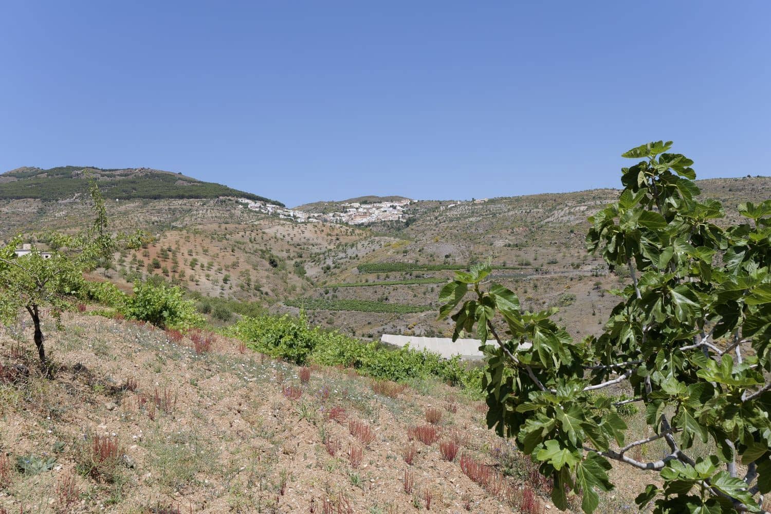 Grunde uden byggetilladelser til salg i Murtas - € 19.000 (Ref: 8344487)