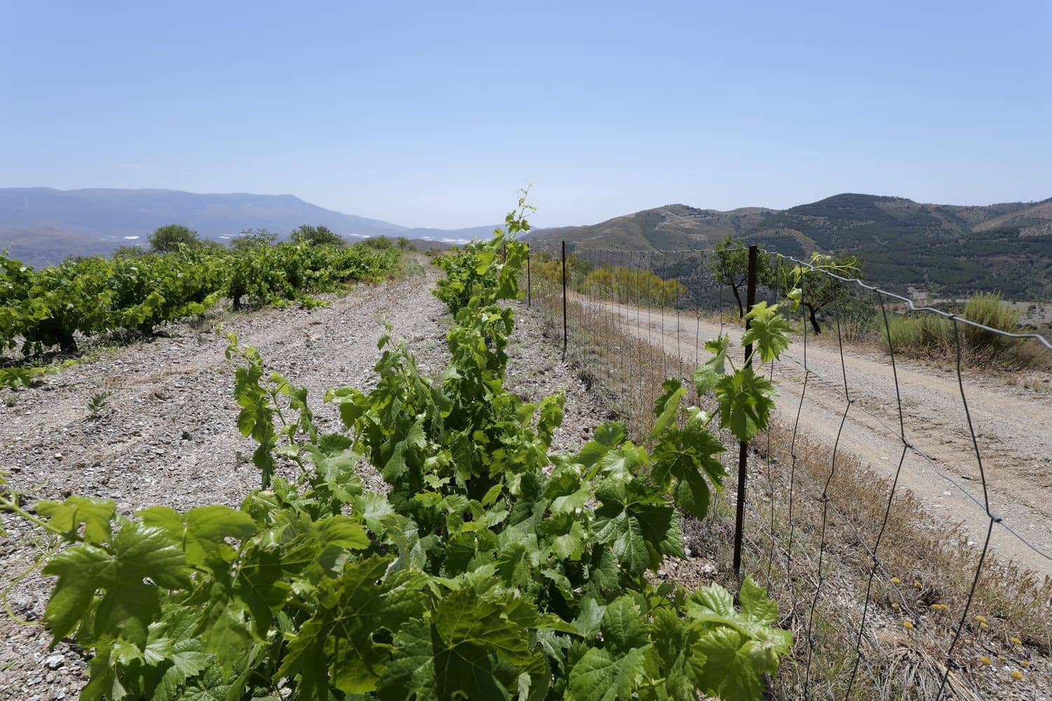 Grunde uden byggetilladelser til salg i Murtas - € 19.000 (Ref: 8344487)