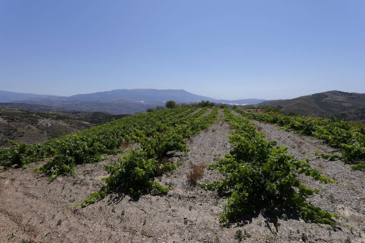 Grunde uden byggetilladelser til salg i Murtas - € 19.000 (Ref: 8344487)