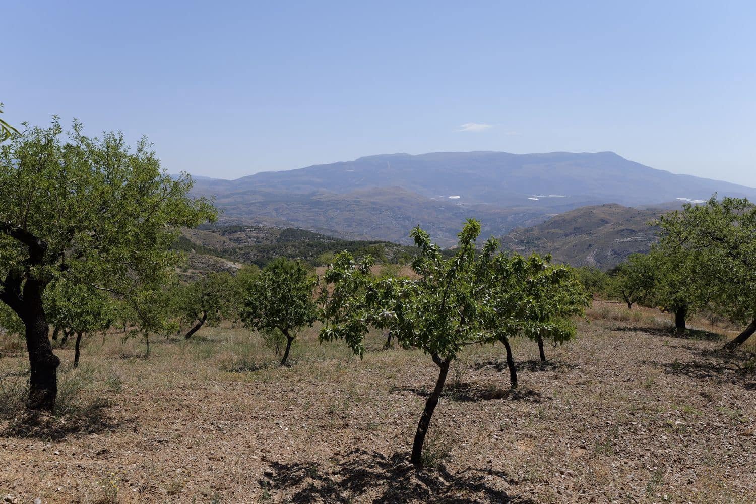 Grunde uden byggetilladelser til salg i Murtas - € 19.000 (Ref: 8344487)