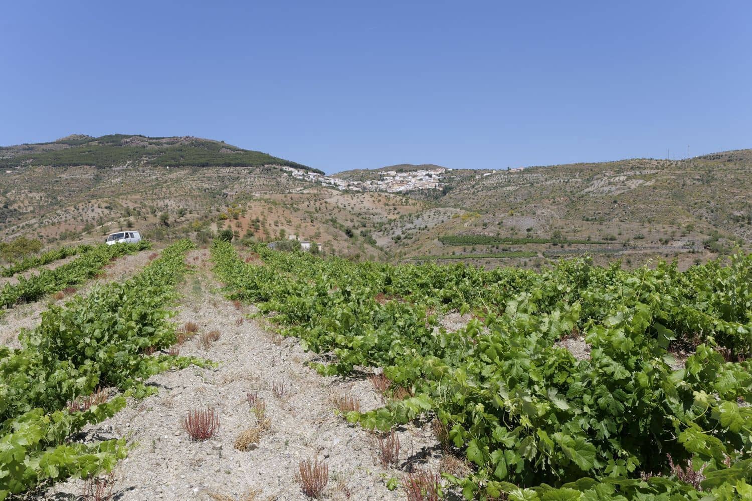 Grunde uden byggetilladelser til salg i Murtas - € 19.000 (Ref: 8344487)