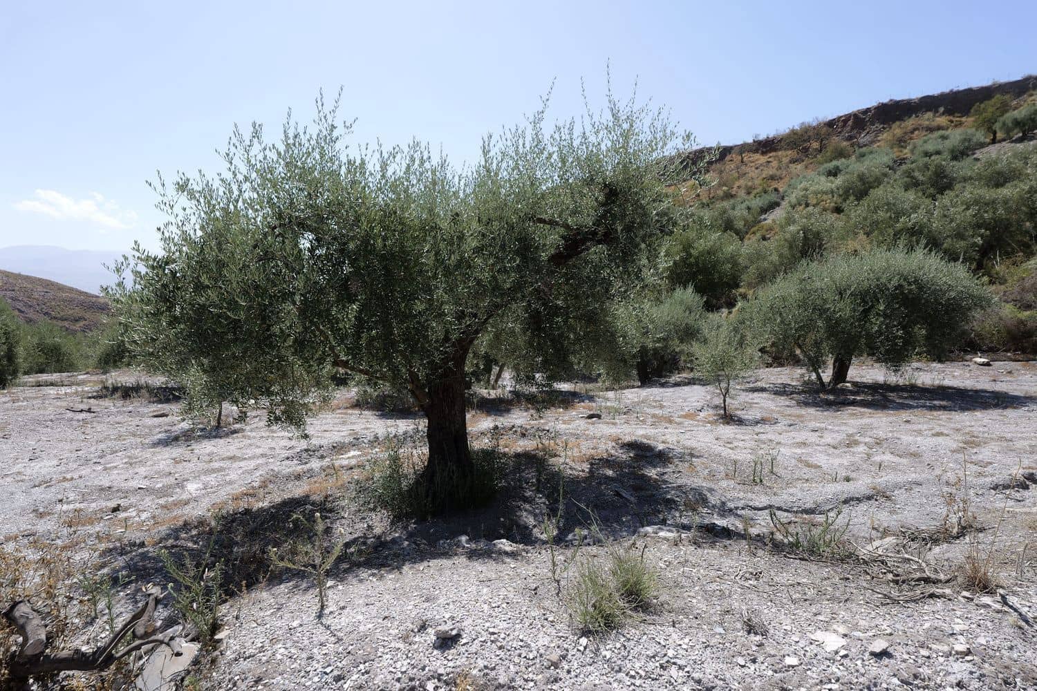 Grunde uden byggetilladelser til salg i Valor - € 17.500 (Ref: 8509977)