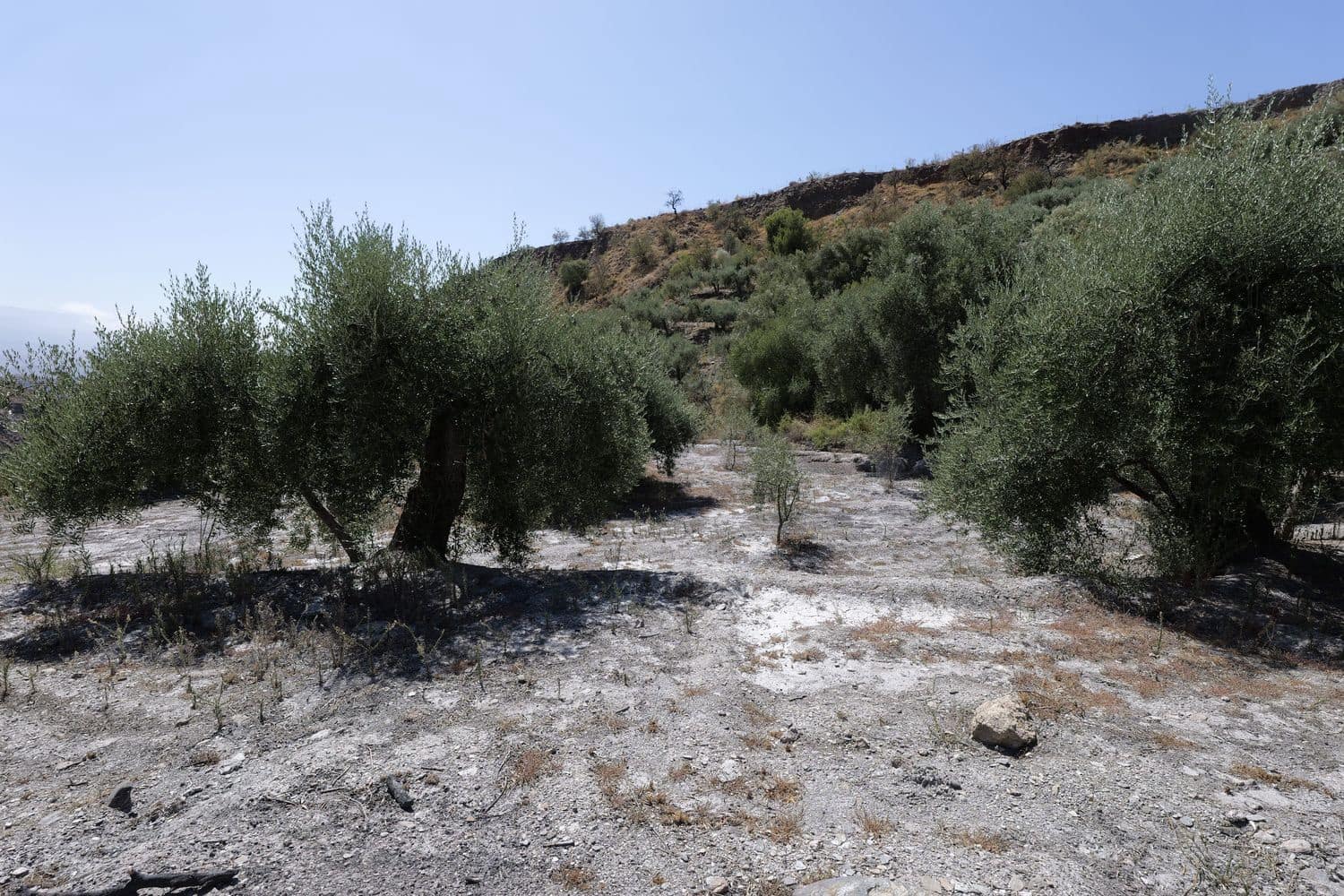 Grunde uden byggetilladelser til salg i Valor - € 17.500 (Ref: 8509977)