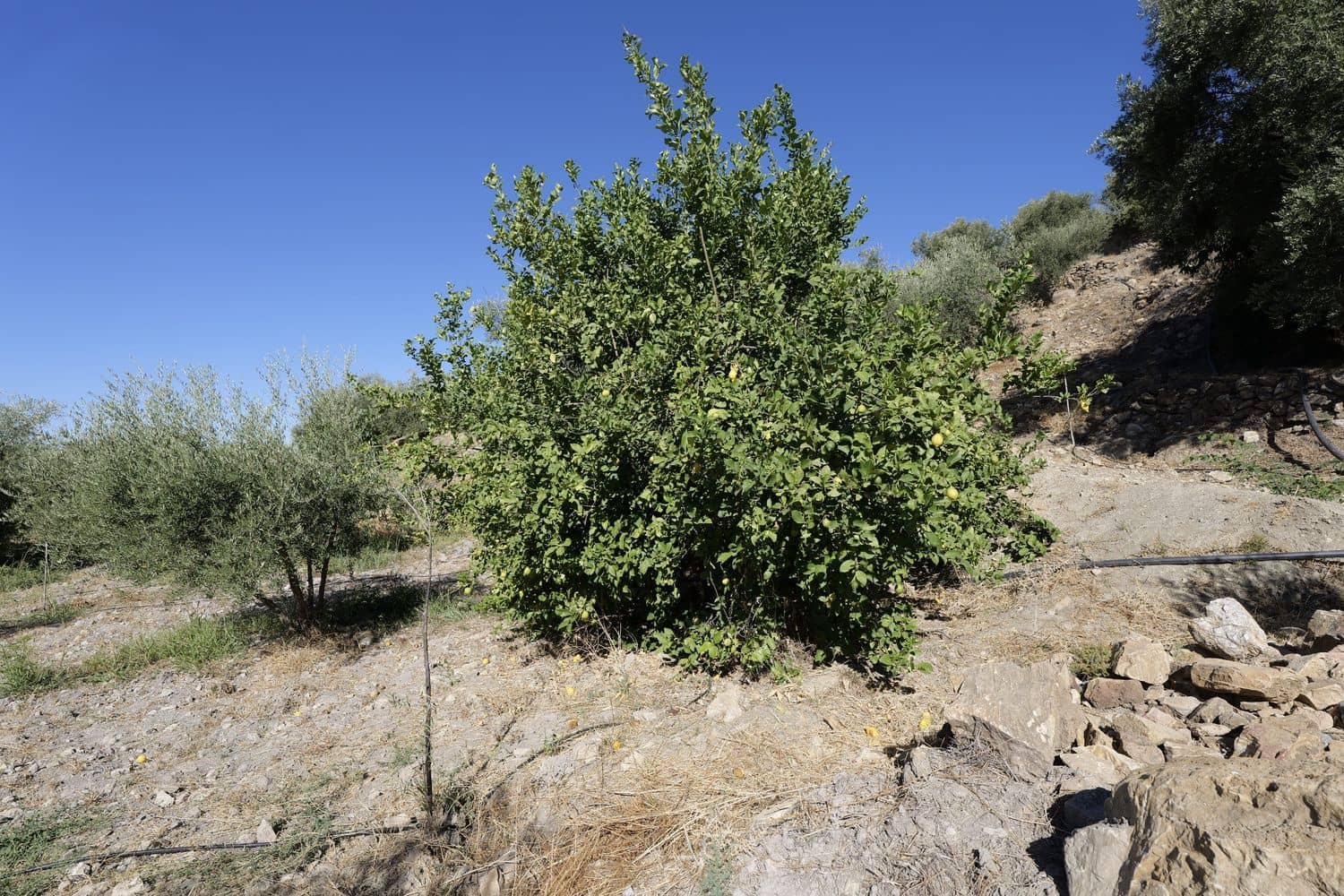 Grunde uden byggetilladelser til salg i Nevada - € 25.000 (Ref: 8514203)