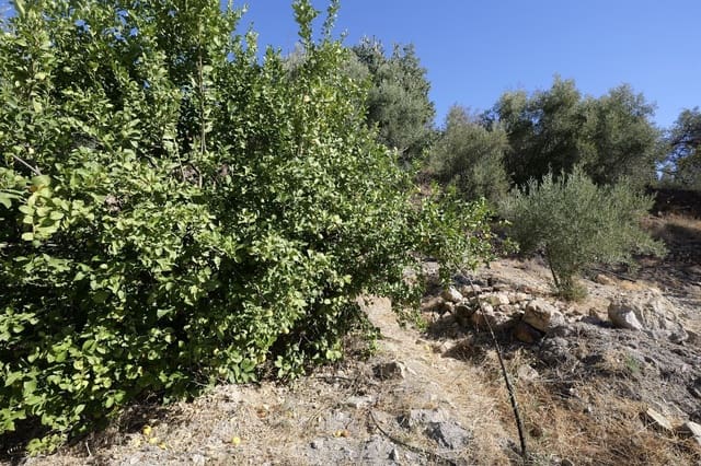 Grunde uden byggetilladelser til salg i Nevada - € 25.000 (Ref: 8514203)