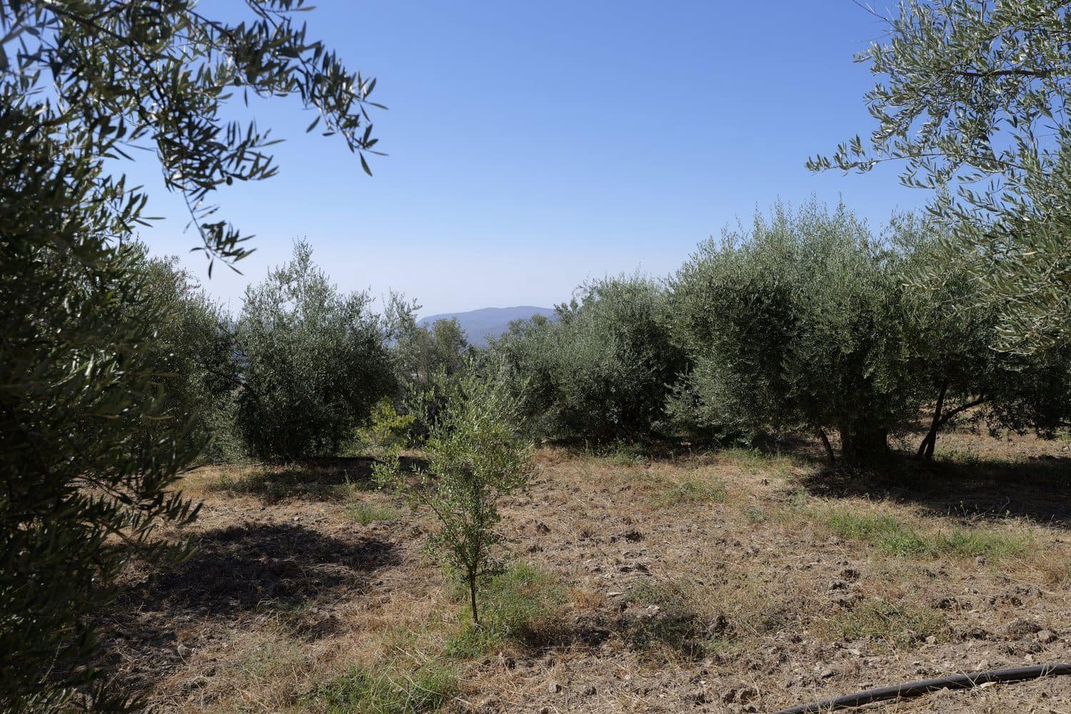 Grunde uden byggetilladelser til salg i Nevada - € 35.000 (Ref: 8514204)