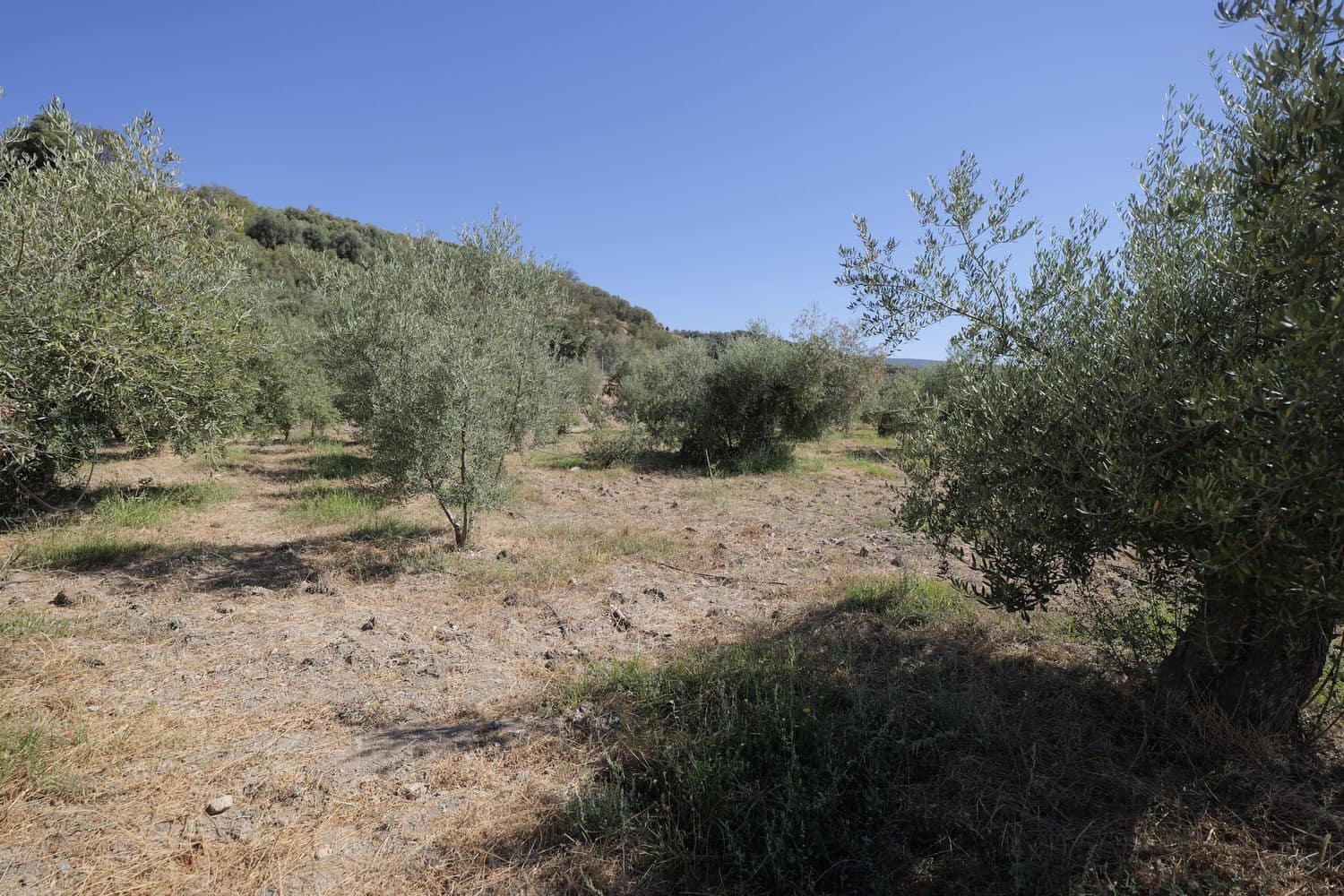 Grunde uden byggetilladelser til salg i Nevada - € 35.000 (Ref: 8514204)