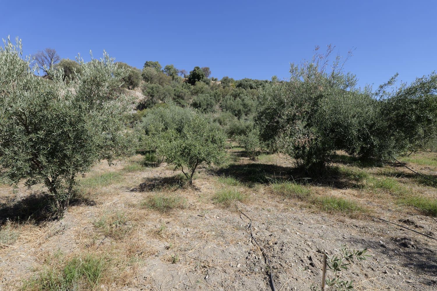 Grunde uden byggetilladelser til salg i Nevada - € 35.000 (Ref: 8514204)