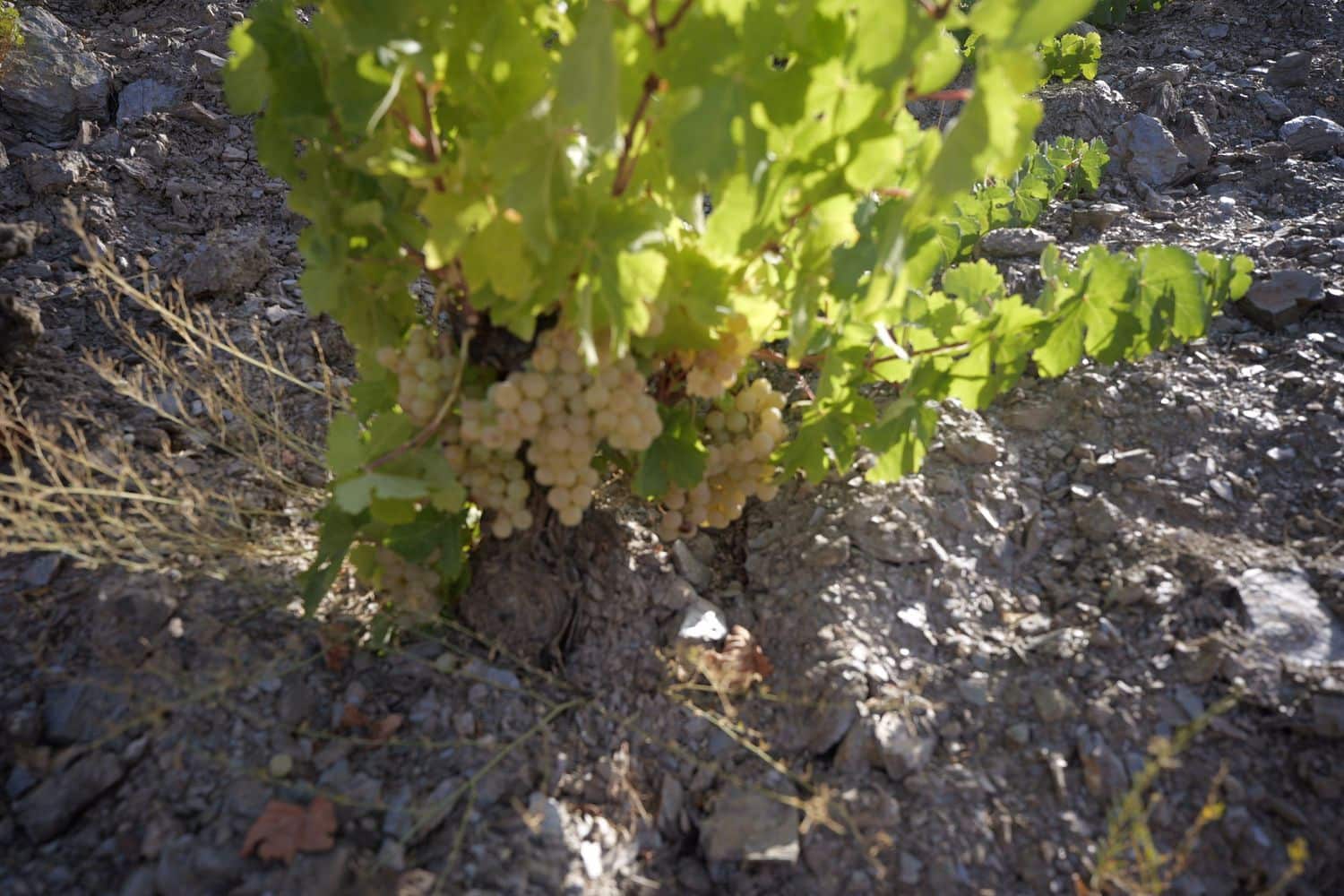 1 soveværelse Finca/Landehus til salg i Cadiar med garage - € 55.000 (Ref: 8553801)