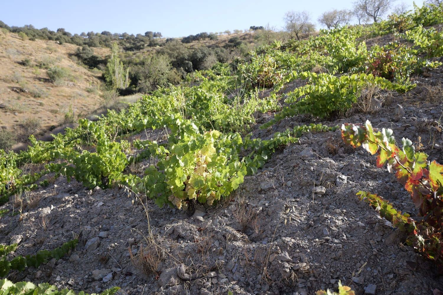 1 soveværelse Finca/Landehus til salg i Cadiar med garage - € 55.000 (Ref: 8553801)